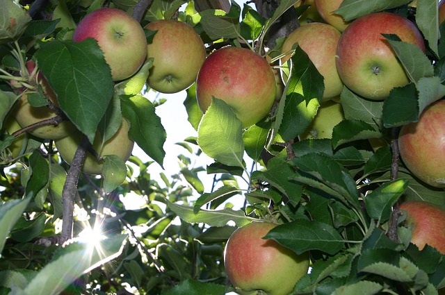 Apple Picking